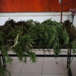 Tim Gabungan Satgas Damai Cartenz, Polres Pegunungan Bintang dan TNI Temukan Ladang Ganja dalam Patroli Taktis