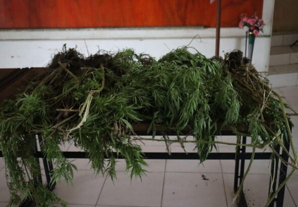 Tim Gabungan Satgas Damai Cartenz, Polres Pegunungan Bintang dan TNI Temukan Ladang Ganja dalam Patroli Taktis