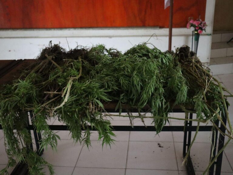 Tim Gabungan Satgas Damai Cartenz, Polres Pegunungan Bintang dan TNI Temukan Ladang Ganja dalam Patroli Taktis