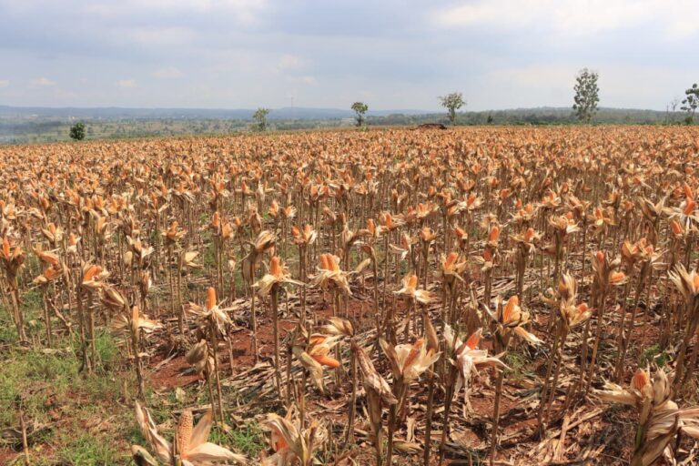 Polri Bersama Petani Jagung Tuban Bersiap Sambut Kehadiran Presiden RI pada Panen Raya